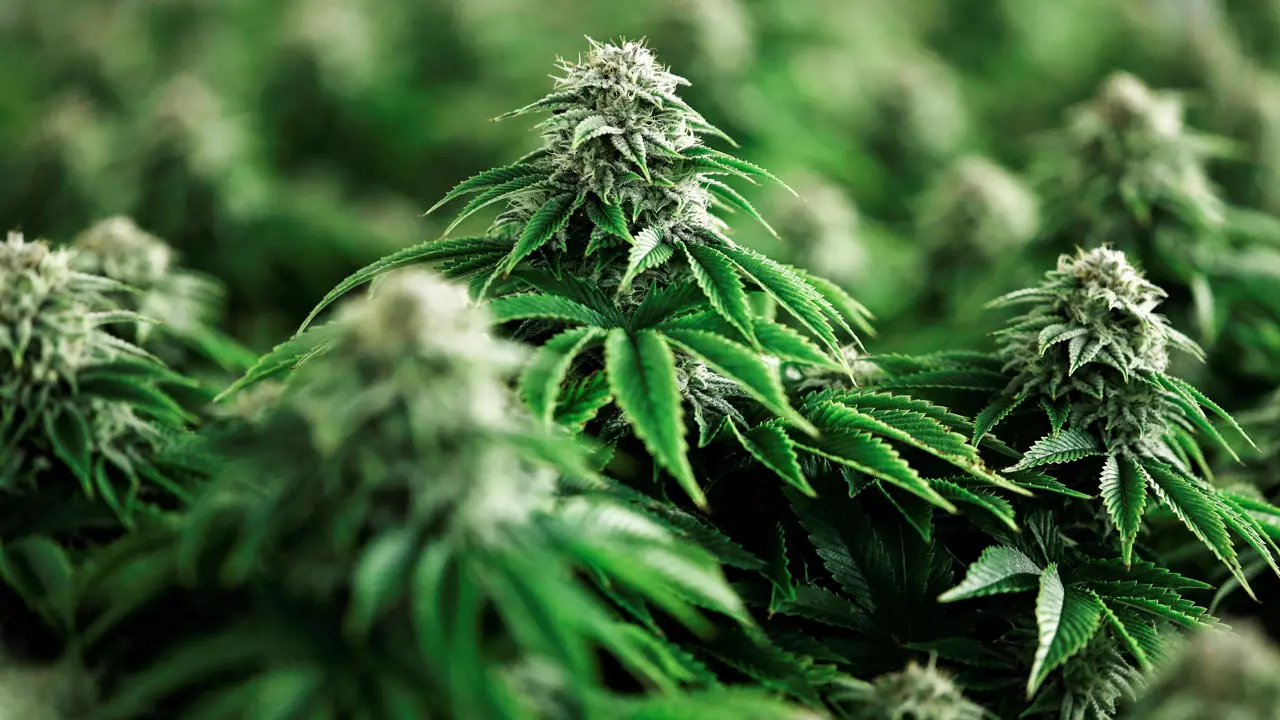 Cannabis legalizacion art f24 México Reuters